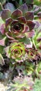 Roof houseleek (Sempervivum tectorum) with red and green leaves growing in rock garden, rock or alpine garden