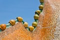 Roof, housetop Gaudi`s creation-house Casa Batlo.