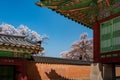 Roof of Jagyeongjeon in Gyeongbokgung Palace with Cherry blossoms, Seoul, South Korea Royalty Free Stock Photo
