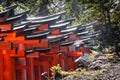 Roof of Japan Torii tunnel a place full of color and spiritual vibe
