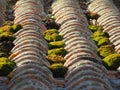 Roof old green moss abandonment tiles clay material