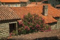 Roof from old houses and flowered shrub Royalty Free Stock Photo