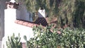 Roof of old mexican house tiled, ceramic clay tiles. Suburban California garden. Royalty Free Stock Photo