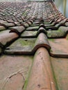 roof tiles that are already mossy in the rainy season