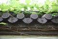 The roof tiles with totem patterns on the walls of Chinese buildings covered with vines in the sun