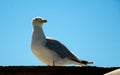 Roof top Herring Gull Royalty Free Stock Photo