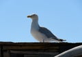 Roof top Herring Gull Royalty Free Stock Photo