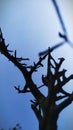 Roof of tree awesome blue sky