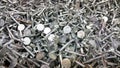 Roofing Nails Royalty Free Stock Photo