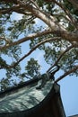 Roofs and ancient trees Japanese architecture