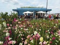 Rooftop Garden De Dakakker in Rotterdam Royalty Free Stock Photo