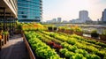 Rooftop garden, Rooftop vegetable garden, Growing vegetables on the rooftop of the building, Agriculture in urban on the rooftop