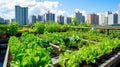 Rooftop garden, Rooftop vegetable garden, Growing vegetables on the rooftop of the building, Agriculture in urban on the rooftop