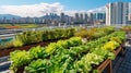 Rooftop garden, Rooftop vegetable garden, Growing vegetables on the rooftop of the building, Agriculture in urban on the rooftop