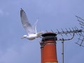 Rooftop nesting seagulls Royalty Free Stock Photo