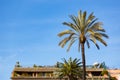 Rooftop patio over the city of rome italy with pam tree on sunny