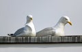 Rooftop seagulls Royalty Free Stock Photo