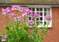 Rooftop small country garden flowers Royalty Free Stock Photo