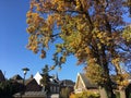 Rooftops and an autumn tree Royalty Free Stock Photo