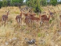 Rooi Bok at Namatoni Park Grazing Royalty Free Stock Photo