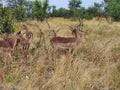 Rooi Bok at Namatoni Park Grazing Royalty Free Stock Photo