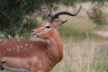 Rooibok or also called Impala at the Kruger national park South africa