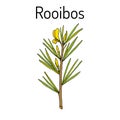 Rooibos Aspalathus linearis , or bush tea plant Royalty Free Stock Photo