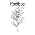 Rooibos Aspalathus linearis , or bush tea plant Royalty Free Stock Photo