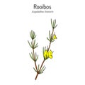 Rooibos Aspalathus linearis , or bush tea plant