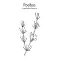 Rooibos Aspalathus linearis , or bush tea plant Royalty Free Stock Photo