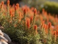 Rooibos (Aspalathus linearis) in the garden Royalty Free Stock Photo