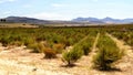 Rooibos plant Aspalathus linearis