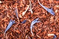 Rooibos tea as a background close-up macro Royalty Free Stock Photo