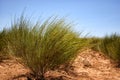 Rooibos Tea Farm Citrusdal Royalty Free Stock Photo