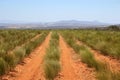 Rooibos Tea Farm Citrusdal Royalty Free Stock Photo