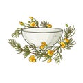 Rooibos tea illustration