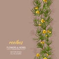 Rooibos vector background