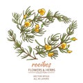 Rooibos vector set