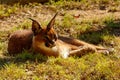 Rooikat lying and baking in the sun