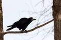 Rook - beautiful bird