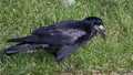 Rook bird / Corvus frugilegus on grass