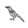 Rook bird Corvus frugilegus side view, hand drawn doodle sketch, isolated vector illustration
