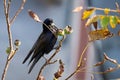 Rook bird feeding with walnut from a tree