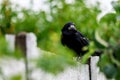 A Rook bird is a large gregarious black-feathered bird, commonly mistaken for a crow