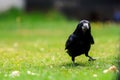 A Rook bird is a large gregarious black-feathered bird, commonly mistaken for a crow