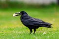 A Rook bird is a large gregarious black-feathered bird, commonly mistaken for a crow