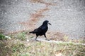 A Rook bird is walking and searching a food in the ground. Beautiful strong dark rook bird