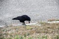 A Rook bird is walking and searching a food in the ground. Beautiful strong dark rook bird