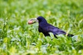 Rook bird with walnut in his beak