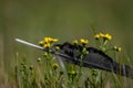 Rook black bird feather alone in summer flower color meadow Royalty Free Stock Photo